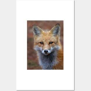 Red Fox - Algonquin Park, Canada Posters and Art